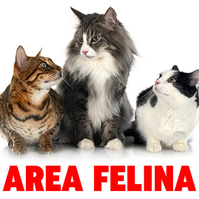 Area Felina