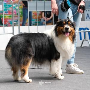 petinfiera2024