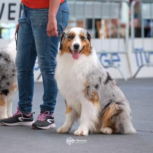 petinfiera2024