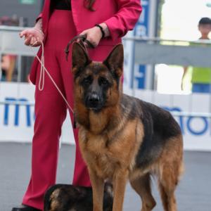 petinfiera2024