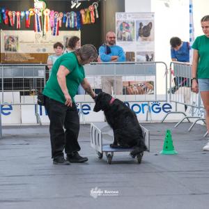 petinfiera2024