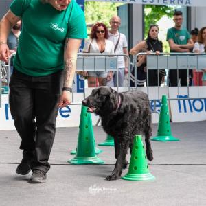 petinfiera2024