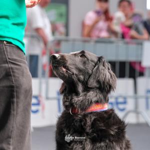 petinfiera2024