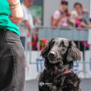 petinfiera2024