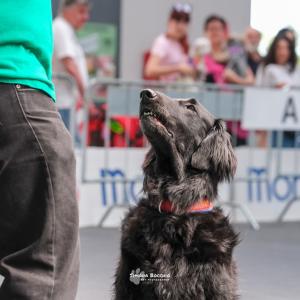 petinfiera2024