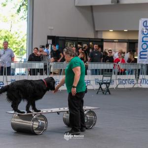 petinfiera2024