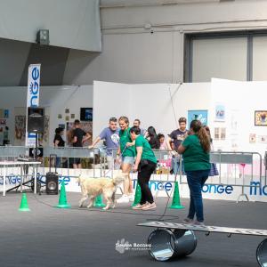 petinfiera2024