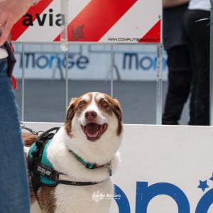 petinfiera2024