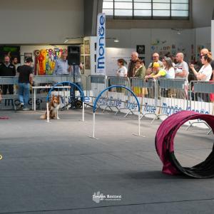 petinfiera2024