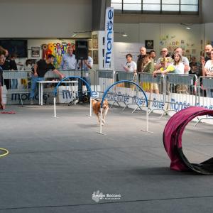 petinfiera2024