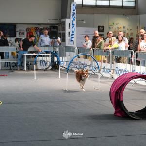 petinfiera2024
