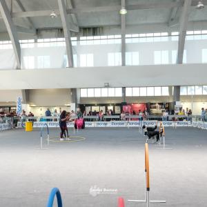 petinfiera2024