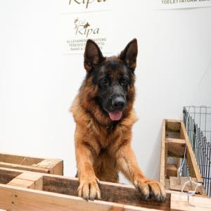 petinfiera2024
