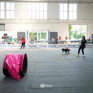 petinfiera2024