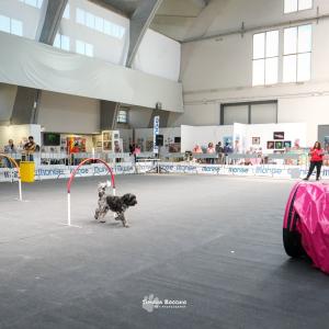 petinfiera2024