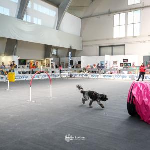 petinfiera2024