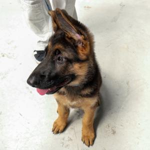 petinfiera2024